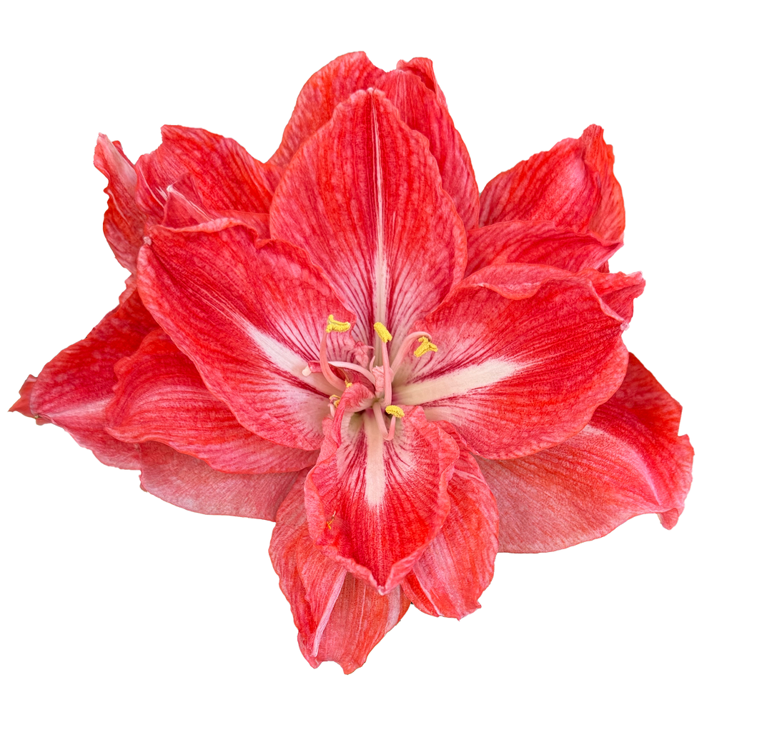 Debbie's Amaryllis Wrap Skirt