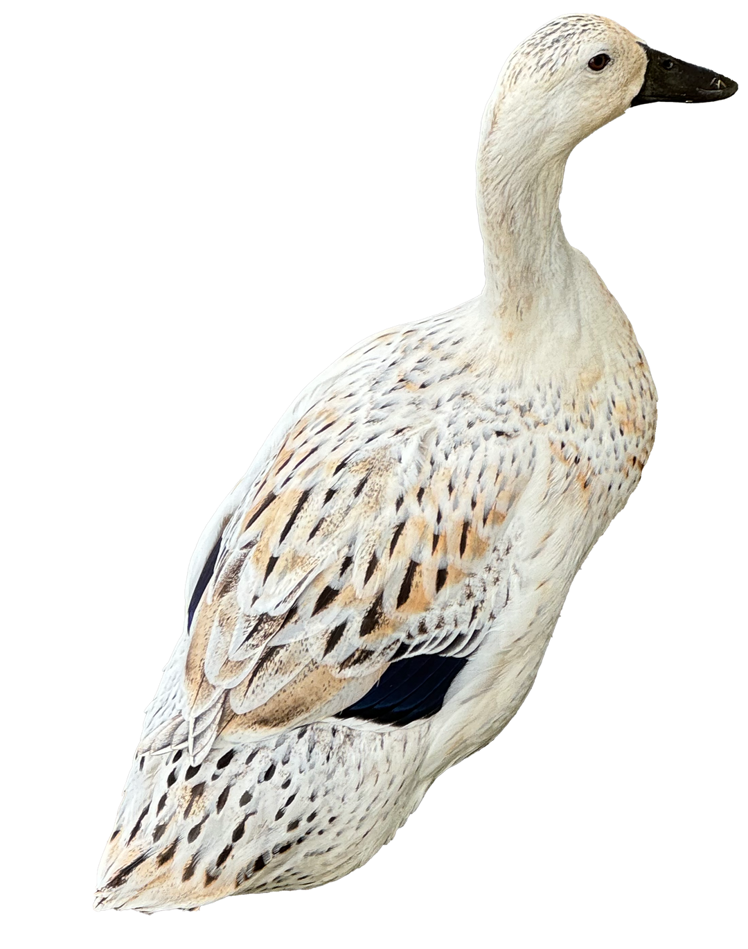 Pretty Duck Midi skirt