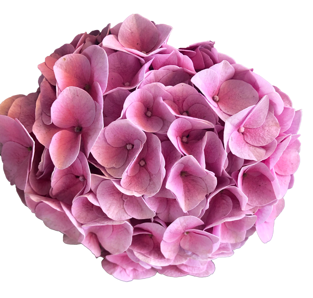 Pink Hydragea Wrap Skirt