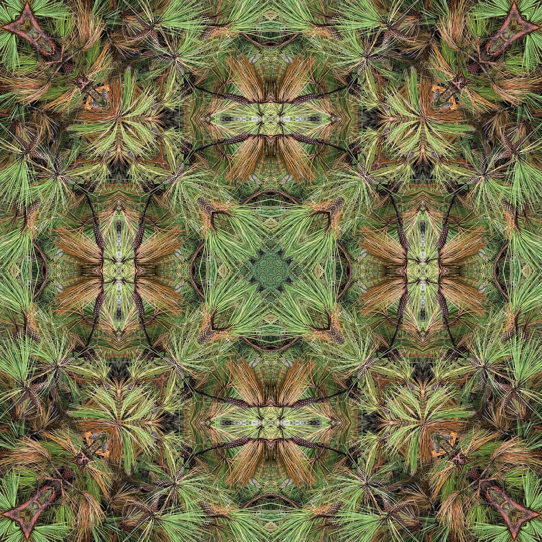 Beryl's Dying Pine Needles