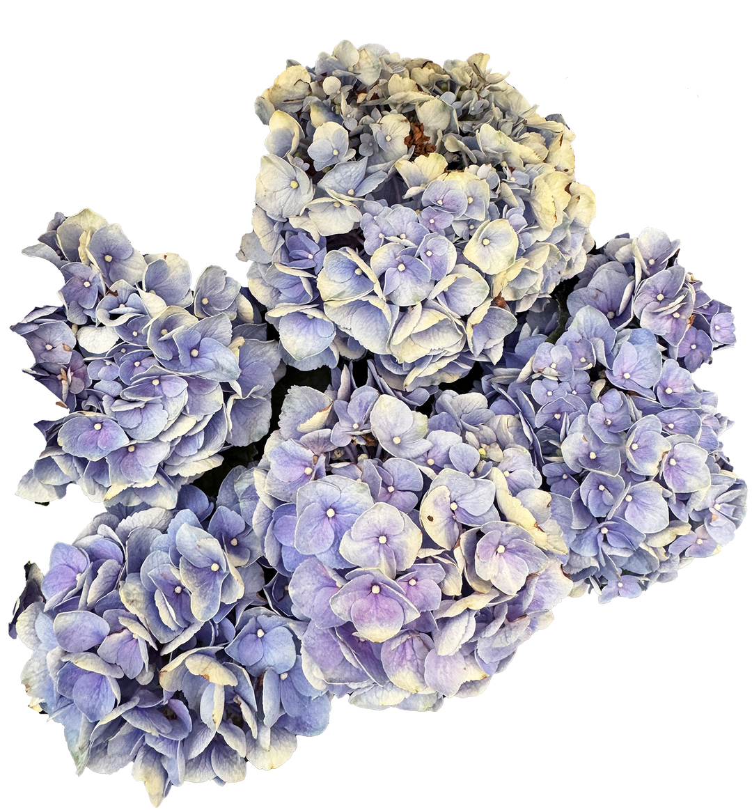 Blue Lavender Hydrangea Midi Skirt