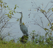 Load image into Gallery viewer, Buttonbush Blue Heron Loose Tank Top
