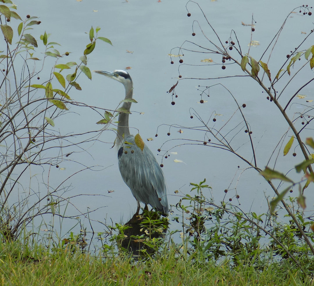 Buttonbush Blue Heron Rain Jacket