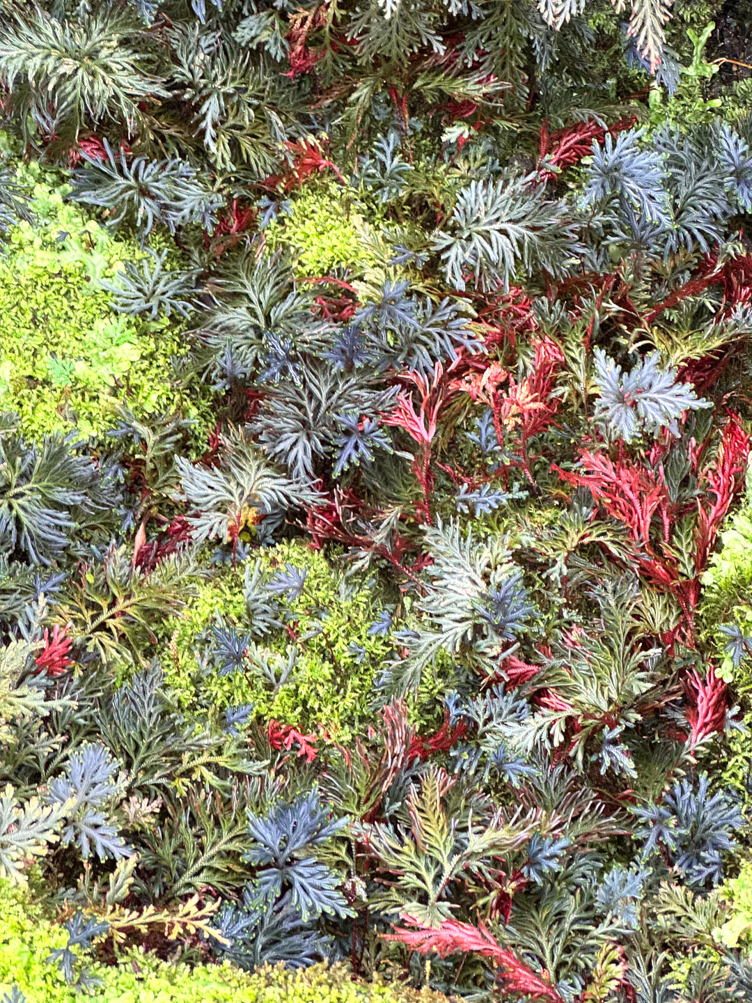 Chicago Conservancy Ferns