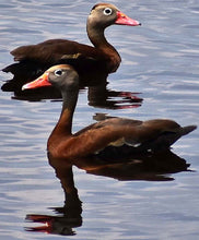 Load image into Gallery viewer, Ducks Coming and Going Men&#39;s Shirt
