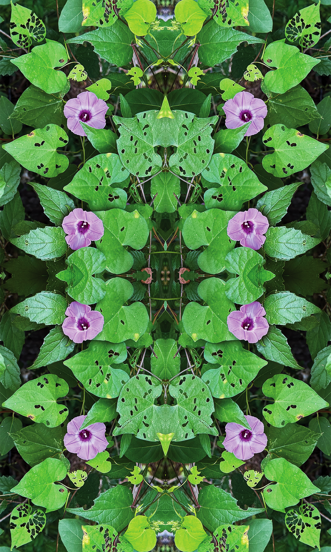 Morning Glory Vines Square Scarf