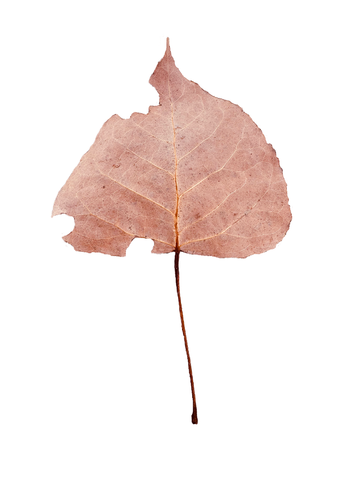 Pink Leaves on the Kitchen Counter Square Scarf