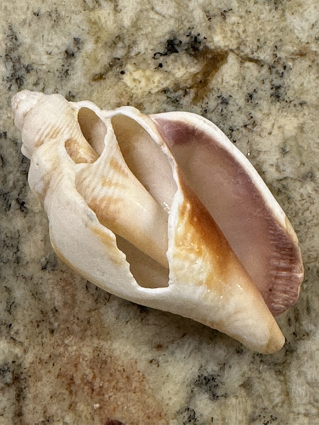 Seashell Scarf