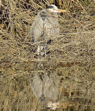 Load image into Gallery viewer, Shivering Blue Heron Bathrobe
