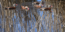 Load image into Gallery viewer, Wetlands Whistling Ducks
