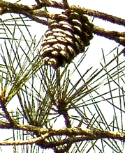 Load image into Gallery viewer, Pine Cone Lattice Bathrobe
