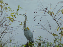 Load image into Gallery viewer, Buttonbush Blue Heron T-Shirt
