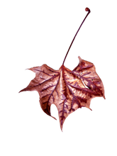 Load image into Gallery viewer, Soggy Leaf Jumble
